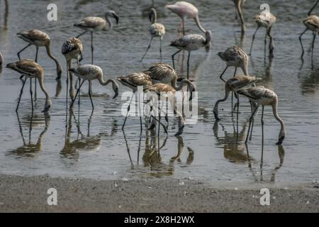 Thane District, auch bekannt als Flamingostadt in Maharashtra Indien Stockfoto