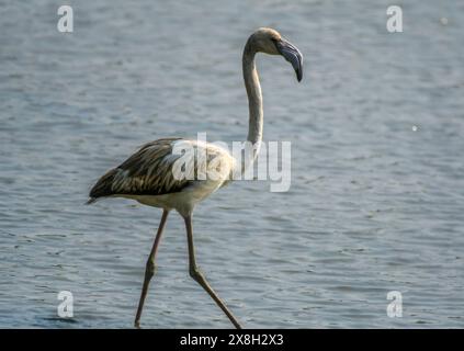 Thane District, auch bekannt als Flamingostadt in Maharashtra Indien Stockfoto