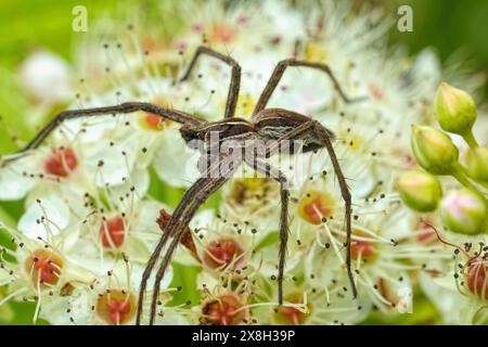 Natürliche vertikale Nahaufnahme einer männlichen Baumstammspinne, Pisaura mirabilis auf einer weißen Blume Stockfoto