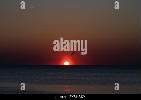 Ocean Landscape Sunset ist Ein einzelner Vogel, der in Richtung Eines farbenfrohen romantischen Himmels fliegt Stockfoto