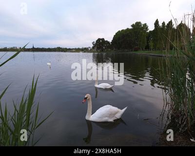 Schwan auf dem See Foto Stockfoto