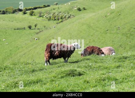 Herdwick-Schafe, Schafe, Ovis aries, Caprini, Caprinae, Bovidae. Knocking Hoe Nature Reserve, Bedfordshire, Großbritannien. Der Herdwick ist eine Rasse von Hausschafen Stockfoto