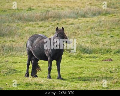 Legendäres, glänzendes schwarzes Fell Pony mit Mähne und Schwanz, wie es auf den Fjällen von Cumbria, England, Großbritannien, steht Stockfoto