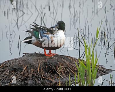 Männliche drake Shoveler/nördliche Schaufelente (Anas clypeata) mit markanten großen Schnabelfedern im Leighton Moss NR Lancashire, England, Großbritannien Stockfoto