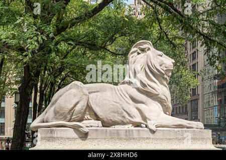 New York, NY, USA - 2. August 2023: New York Public Library Building, Fortitude Lion Statue am Eingang auf der 5th Avenue Stockfoto