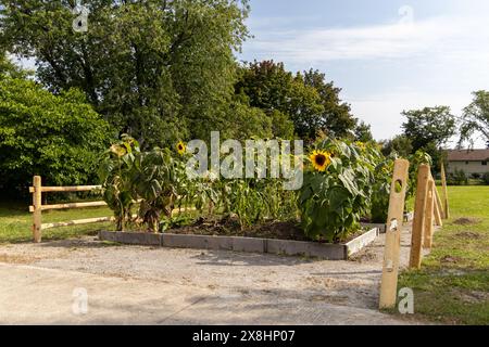 Sonnenblumen in voller Blüte umgeben von üppigem Grün - umgeben von einem Holzzaun - Vorstadtkulisse. Aufgenommen in Toronto, Kanada. Stockfoto