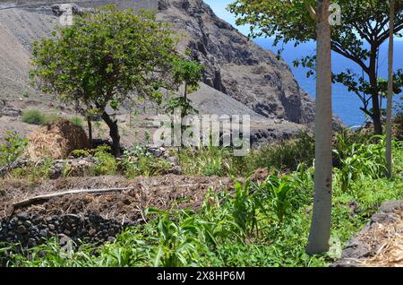 Nachhaltige Landwirtschaft in Trockengebieten: Santo Antao, Cabo Verde Stockfoto