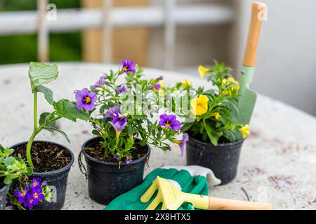 Mehrere Topfpflanzen sind ordentlich auf einem stabilen Tisch angeordnet, was dem Innenraum einen Hauch von Grün verleiht. Die verschiedenen Pflanzenarten Krea Stockfoto