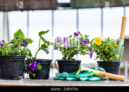 Mehrere Topfpflanzen in verschiedenen Größen und Formen sind ordentlich auf einem Holztisch angeordnet. Das grüne Laub bildet einen schönen Kontrast zum ta Stockfoto