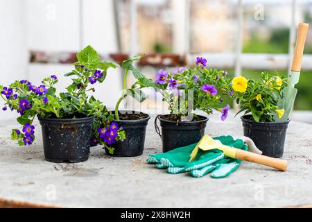 Mehrere Topfpflanzen sind ordentlich auf einem Tisch angeordnet, was dem Raum Grün und Lebendigkeit verleiht. Die Pflanzen variieren in Größe und Art, mit einigen Blüten Stockfoto