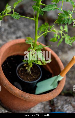 Eine kleine grüne Pflanze Ein Kirschtomatenkeimling wird in einen Topf gepflanzt, um auf der Terrasse zu wachsen und in einem Topf gedeihen zu lassen. Die Pflanzen zart le Stockfoto