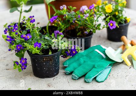 Ein Holztisch ist mit verschiedenen Topfpflanzen und einem Paar Gartenhandschuhe bedeckt. Die Pflanzen befinden sich in verschiedenen Töpfen, und die Handschuhe werden platziert Stockfoto