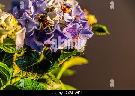 Eine Sammlung lebendiger Blumen, die in einer Vase angeordnet sind und eine Vielzahl von Formen, Farben und Texturen zeigen. Die Blüten sind ordentlich organisiert, wodurch ein entsteht Stockfoto