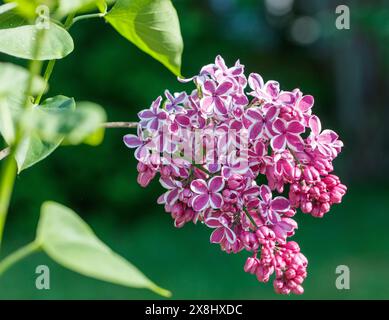 „Sensation“ Lilac, Syren (Syringa vulgaris) Stockfoto