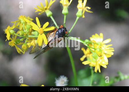 17 Jahre Zikada auf Schmetterlingsblüten in strahlender Sonne im Algonquin Woods in des Plaines, Illinois Stockfoto