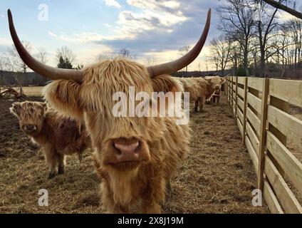 Eine kleine Herde von Highland-Rindern weidet in einem Gehege in Kingwood Township, New Jersey. Stockfoto