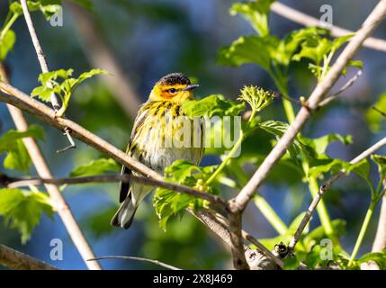 Nahaufnahme eines männlichen Cape May Warbler, der während des Frühlingszuges in Ontario, Kanada, in einem grünen Sträucher sitzt. Der wissenschaftliche Name ist Setophaga tigrina. Stockfoto