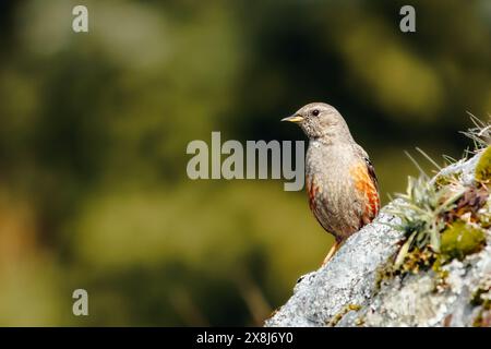 Dieser alpine accentor genießt die Morgensonne Stockfoto