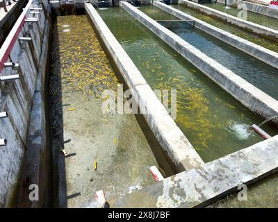 Anbau von Goldforelle und anderen Fischen in Betonbecken im Swat Valley, Pakistan. Stockfoto