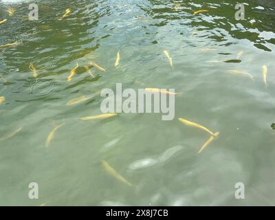 Goldene Forellenfische, die auf der Wasseroberfläche im Teich schwimmen Stockfoto