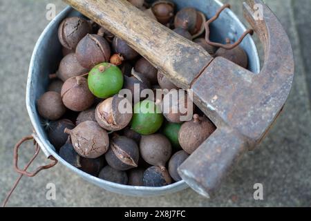 Draufsicht einer Schüssel Macadamia Nüsse mit Hammer auf Metallschale, Konzeptidee Stockfoto