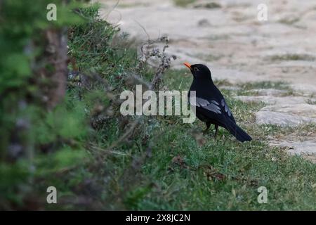 Wunderschöner schwarzer Vogel mit stolzer Action, während er auf moosigem Felsen über grünem unscharfen Hintergrund in natürlicher Beleuchtung thront, Turdus Boulboul (grau geflügelte Bla) Stockfoto