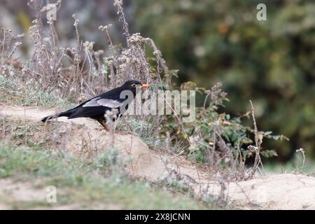 Wunderschöner schwarzer Vogel mit stolzer Action, während er auf moosigem Felsen über grünem unscharfen Hintergrund in natürlicher Beleuchtung thront, Turdus Boulboul (grau geflügelte Bla) Stockfoto