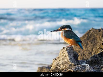 Ein gemeiner Eisvogel auf dem Sea Rock an der Nordküste, Mersa Matruh, Ägypten Stockfoto