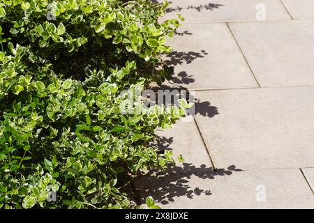 Euonymus fortunei, die Spindel, Fortunes Spindel, Winterkriecher mit verschiedenen Blättern. Hängt über cremefarbenen Fliesen der Terrasse. Stockfoto