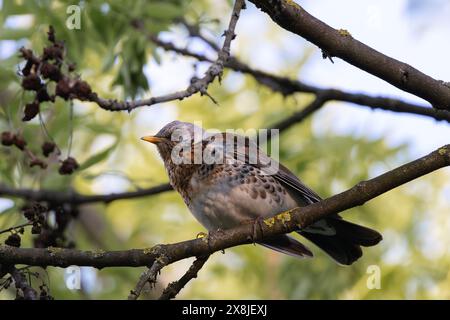 Männliche Feldarbeit versteckt sich im Baumdach (Turdus pilaris) Stockfoto