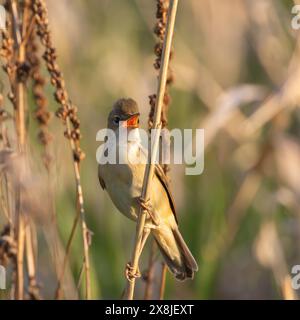 sumpflauscher in der Brutsaison (Acrocephalus palustris), Vogel singen auf Schilfzweig Stockfoto