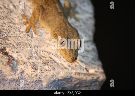 Großaufnahme des Kopfes des Common House Geckos (Hemidactylus frenatus) : (Bild Sanjiv Shukla) Stockfoto