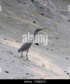 Gestreifter Reiher in sundarbans. Dieses Foto wurde aus dem sundarbans-Nationalpark in Bangladesch gemacht. Stockfoto