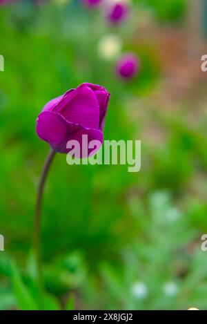 Eine einzelne violette Tulpe in voller Blüte, die von Morgentauropfen hervorgehoben wird, steht elegant vor einem verschwommenen grünen Hintergrund und zeigt die frische Lebendigkeit Stockfoto