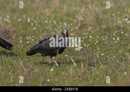 Südliche kahlen ibis Geronticus calvus beringt entging einzelnen Pera Marsh Algarve Portugal Stockfoto