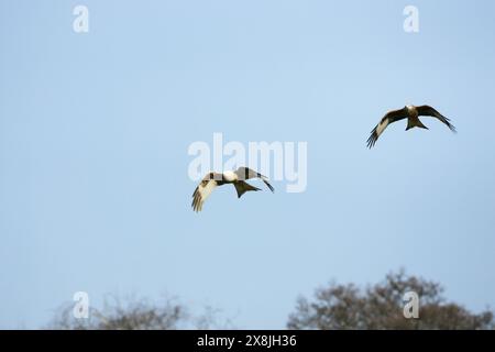 Roter Drache Mivus milvus im Flug mit leuzistischem Drachen in der Gigrin Farm Kite-Fütterungsstation Rhayader Powys Wales Stockfoto