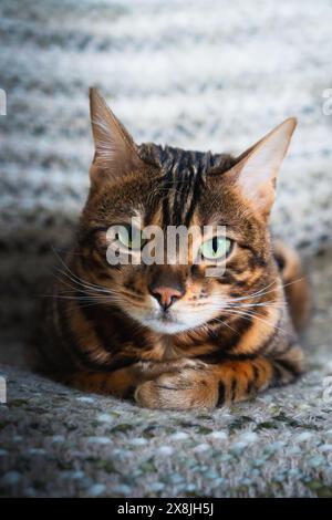 Bengalische Katze mit tiefgrünen Augen in einer Decke - Studiofoto Stockfoto