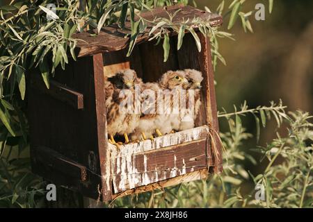 Turmfalke Falco tinnunculus Küken in Nest in der Nähe von tiszaalpar Ungarn Stockfoto