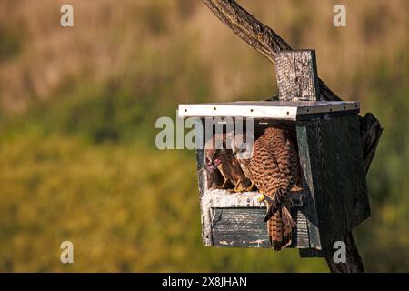 Turmfalke Falco tinnunculus weiblichen Nest mit Jungen mit Nahrung in der Nähe von Nationalpark Kiskunsag Tiszaalpar südliche Tiefebene in Ungarn Stockfoto