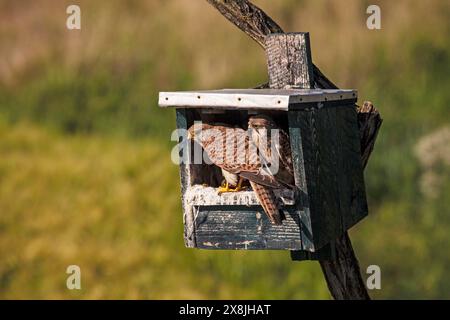 Falco tinnunkulus Weibchen am Nistkasten mit Jungen in der Nähe des Tiszaalpar Kiskunsag Nationalparks Südliche große Tiefebene Ungarn Stockfoto