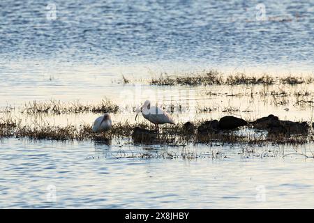 White ibis Eudocimus albus zwei Erwachsene im späten Abendlicht, Anahuac National Wildlife Refuge, Texas, USA, Dezember 2017 Stockfoto