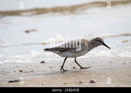 Rote Knoten Calidris Canutus Fütterung entlang der Küstenlinie, Bolivar Wohnungen Shorebird Heiligtum, Bolivar Peninsula, Texas, USA, Dezember 2017 Stockfoto