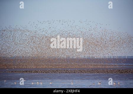 Rotknoten Calidris canutus im Flug Überflutschlamm mit eurasischen Austernfängern unten, Snettisham RSPB Reserve, Norfolk, England, Vereinigtes Königreich, August 2018 Stockfoto