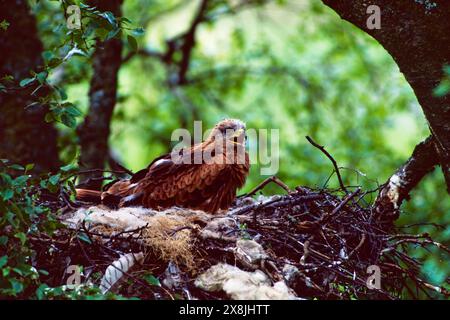 Roter Drache milvus milvus, ein Monat altes Küken im Nest, Dyfed, Wales, Großbritannien Stockfoto