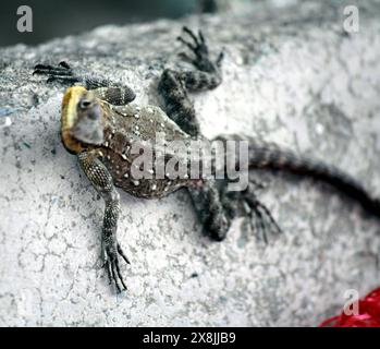 Kaschmir-Felsenagama (Laudakia tuberculata) auf dem Felsen: (Bild Sanjiv Shukla) Stockfoto