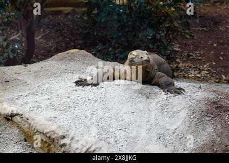Komodo-Drache in Gefangenschaft im Zoo diese Reptilien haben einen giftigen Speichel und sind als gefährlich bekannt Stockfoto
