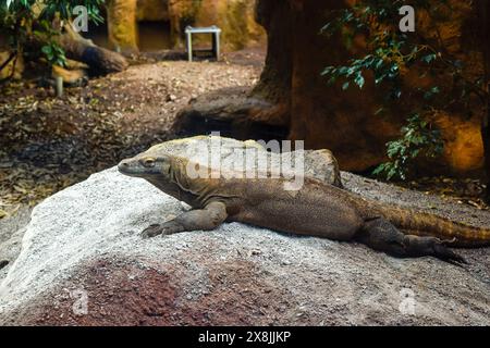 Komodo-Drache in Gefangenschaft im Zoo diese Reptilien haben einen giftigen Speichel und sind als gefährlich bekannt Stockfoto