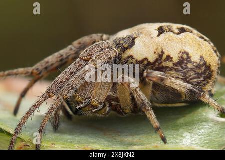 Natürliche seitliche Nahaufnahme einer europäischen Orbflederspinne, Larinioides cornutus, auf Holz sitzend Stockfoto