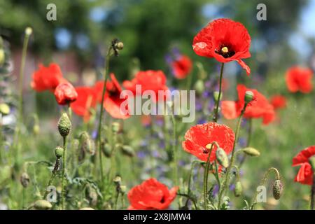 Rote Mohnblume unter Kräutern Nahaufnahme. Mohnblume auf einem Hintergrund aus grünem Gras und anderen Blumen. Frühlingsblumen mit großen roten Blüten. Nahaufnahme o Stockfoto