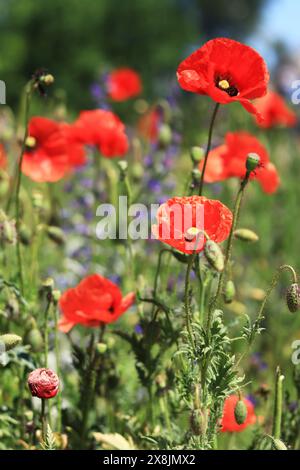 Rote Mohnblume unter Kräutern Nahaufnahme. Mohnblume auf einem Hintergrund aus grünem Gras und anderen Blumen. Frühlingsblumen mit großen roten Blüten. Nahaufnahme o Stockfoto